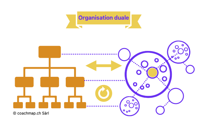 Organisation duale